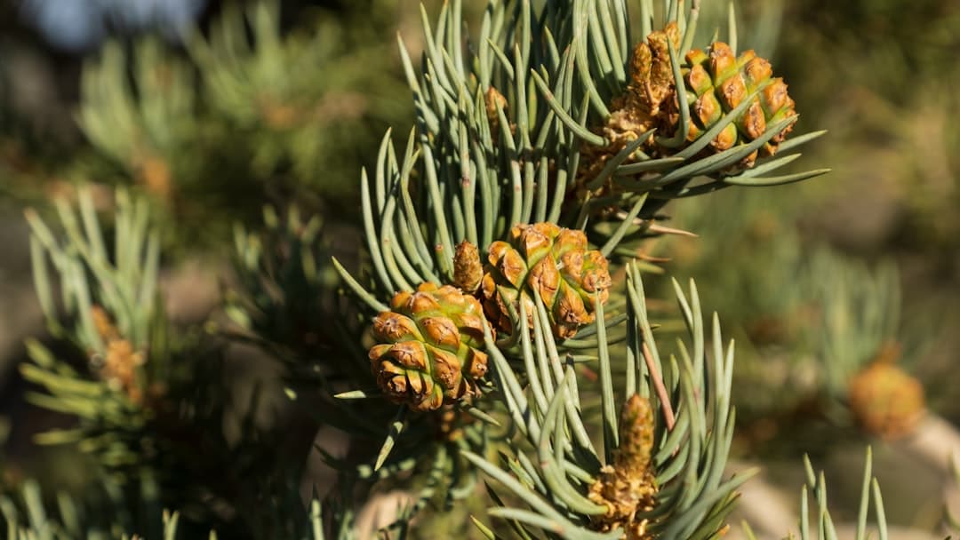 Ancient Bristlecone Pine Forest — Oldest Trees in the World