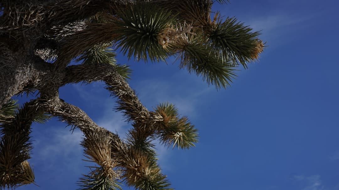 Joshua Tree National Park
