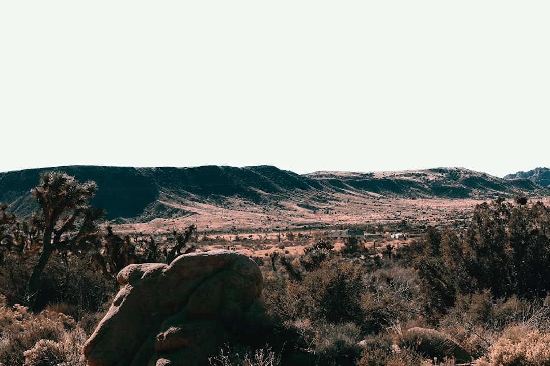 Short Canyon — Desert Oasis & Wildflower Haven