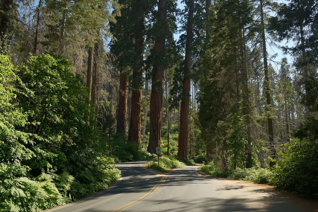 Trail of 100 Giants — Among the Largest Trees on Earth